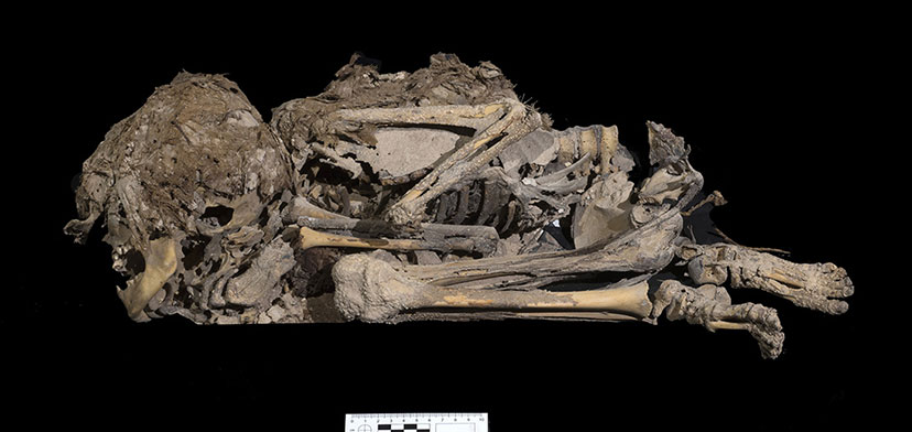 שלד ילד או ילדה, בן 6,000 שנה, שנקבר כשהוא עטוף בבד. צילום: אמיל אלג'ם, רשות העתיקות
