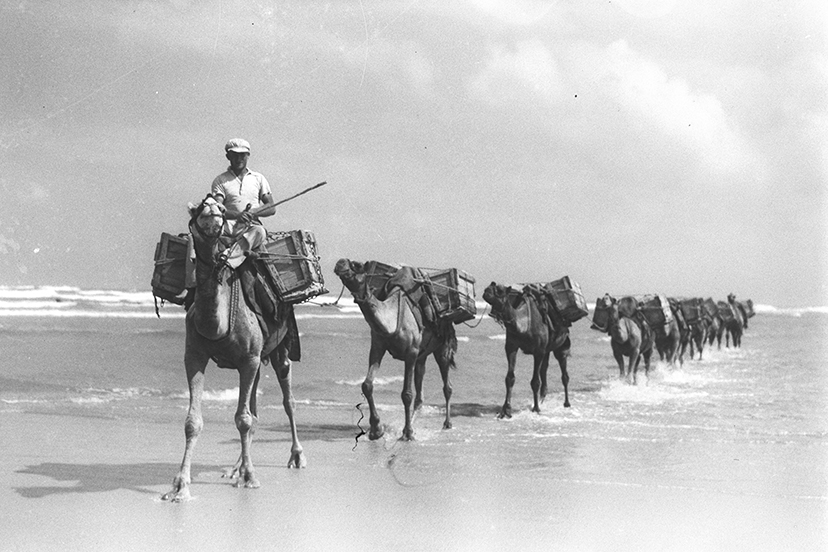 שיירת גמלים נושאת חצץ לבנייה מחוף תל-אביב 1936 זולטן קלוגר